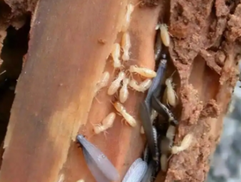 淇滨白蚁防治公司分享老旧房屋白蚁专项防护，解决老房虫害反复难题